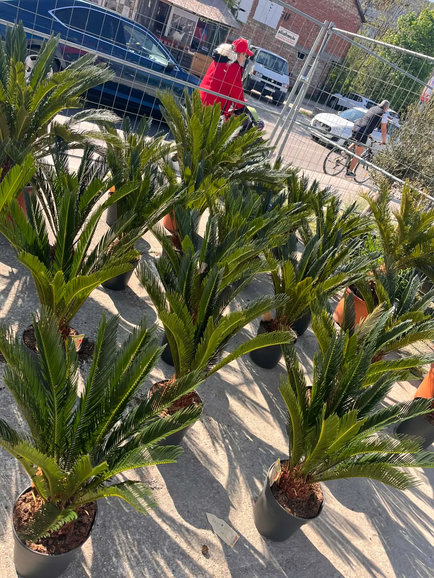 Sagopalme (Cycas revoluta)