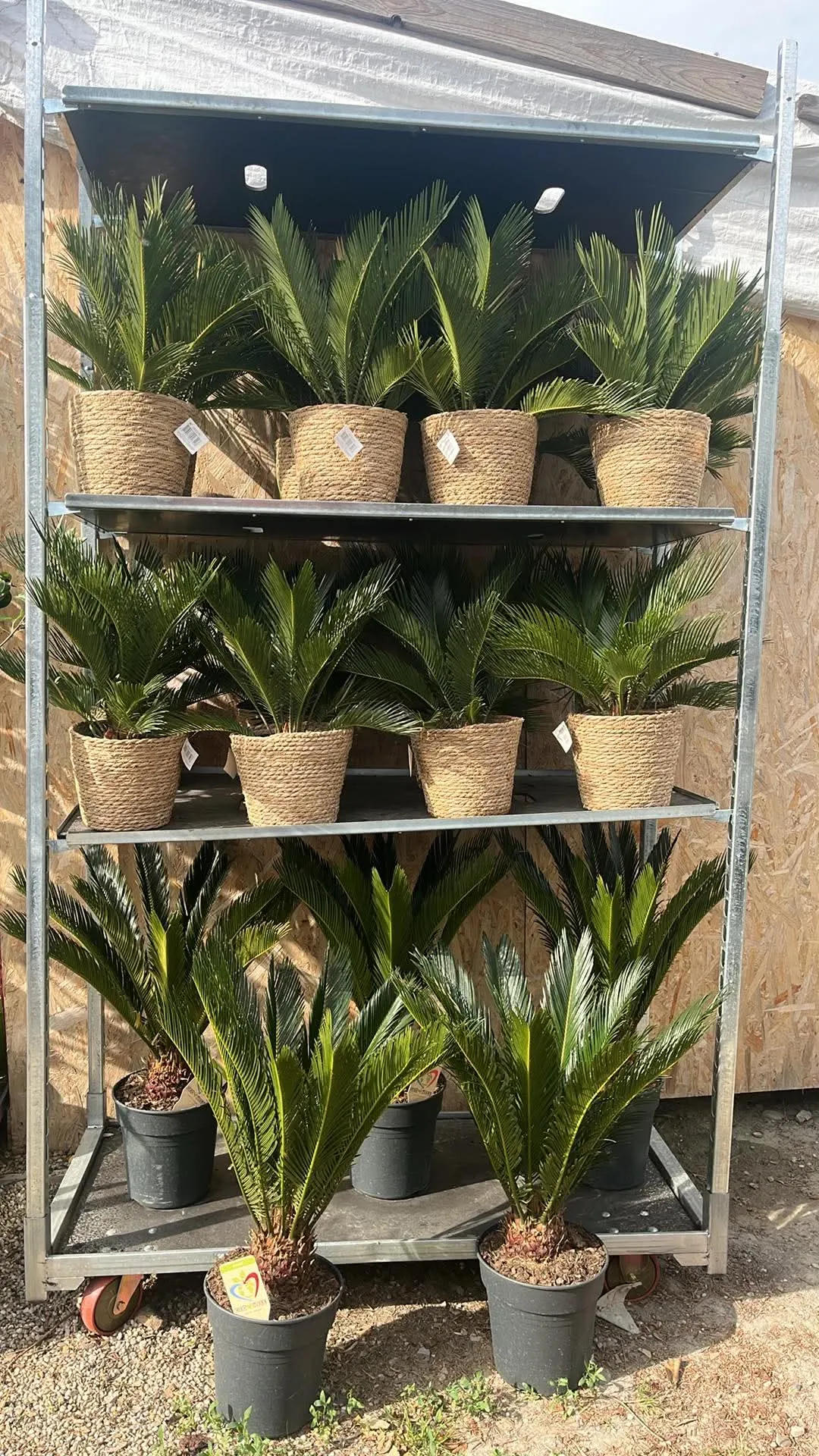 Sagopalme (Cycas revoluta)