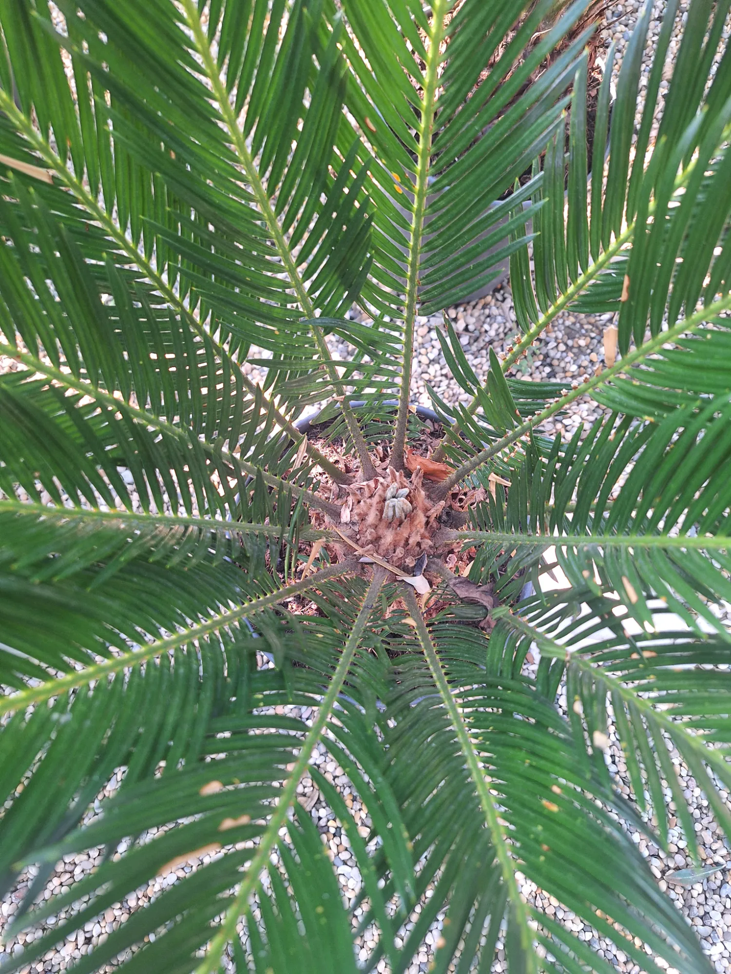 Sagopalme (Cycas revoluta)