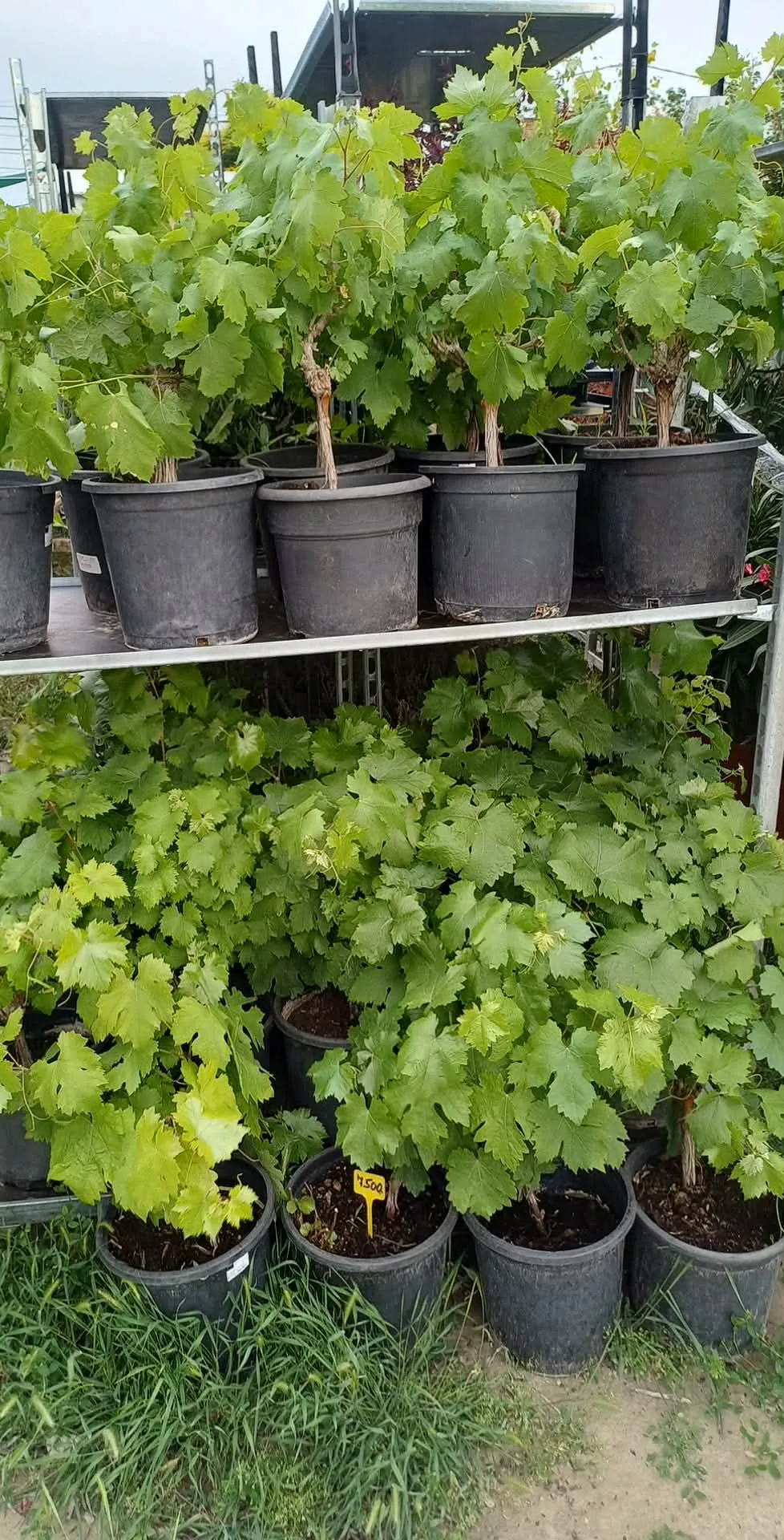 Szőlő Vitis vinifera (zöld)