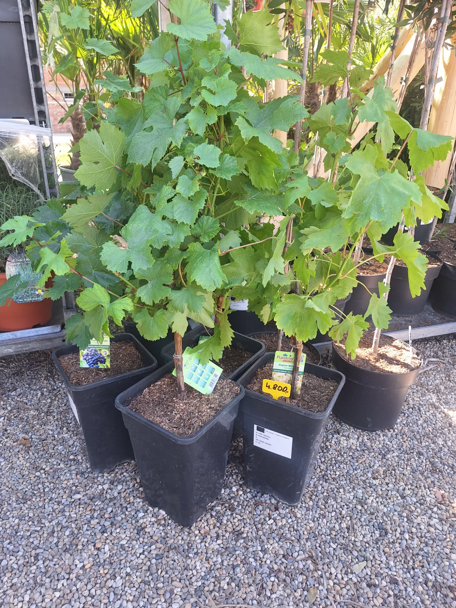 Szőlő Vitis vinifera (zöld)