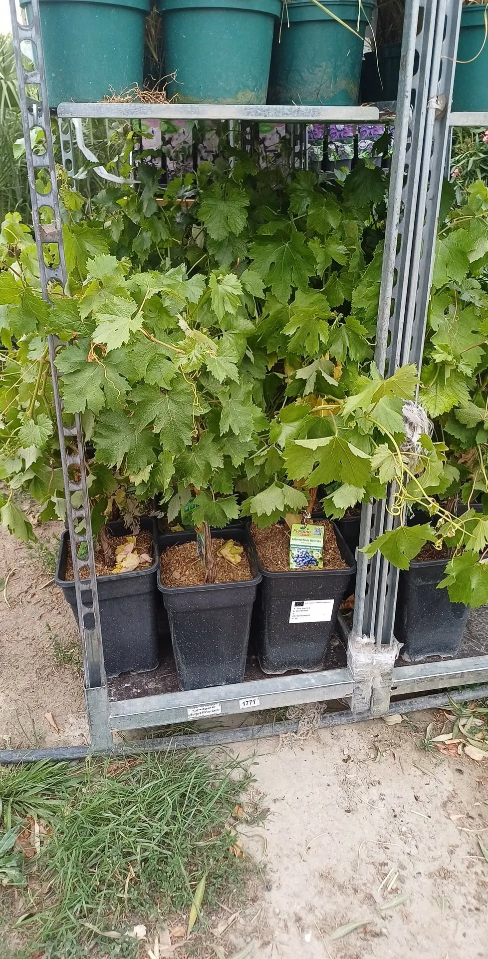 Szőlő Vitis vinifera (lila)
