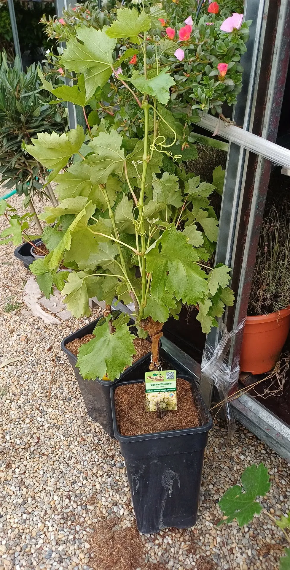 Szőlő Vitis vinifera (lila)