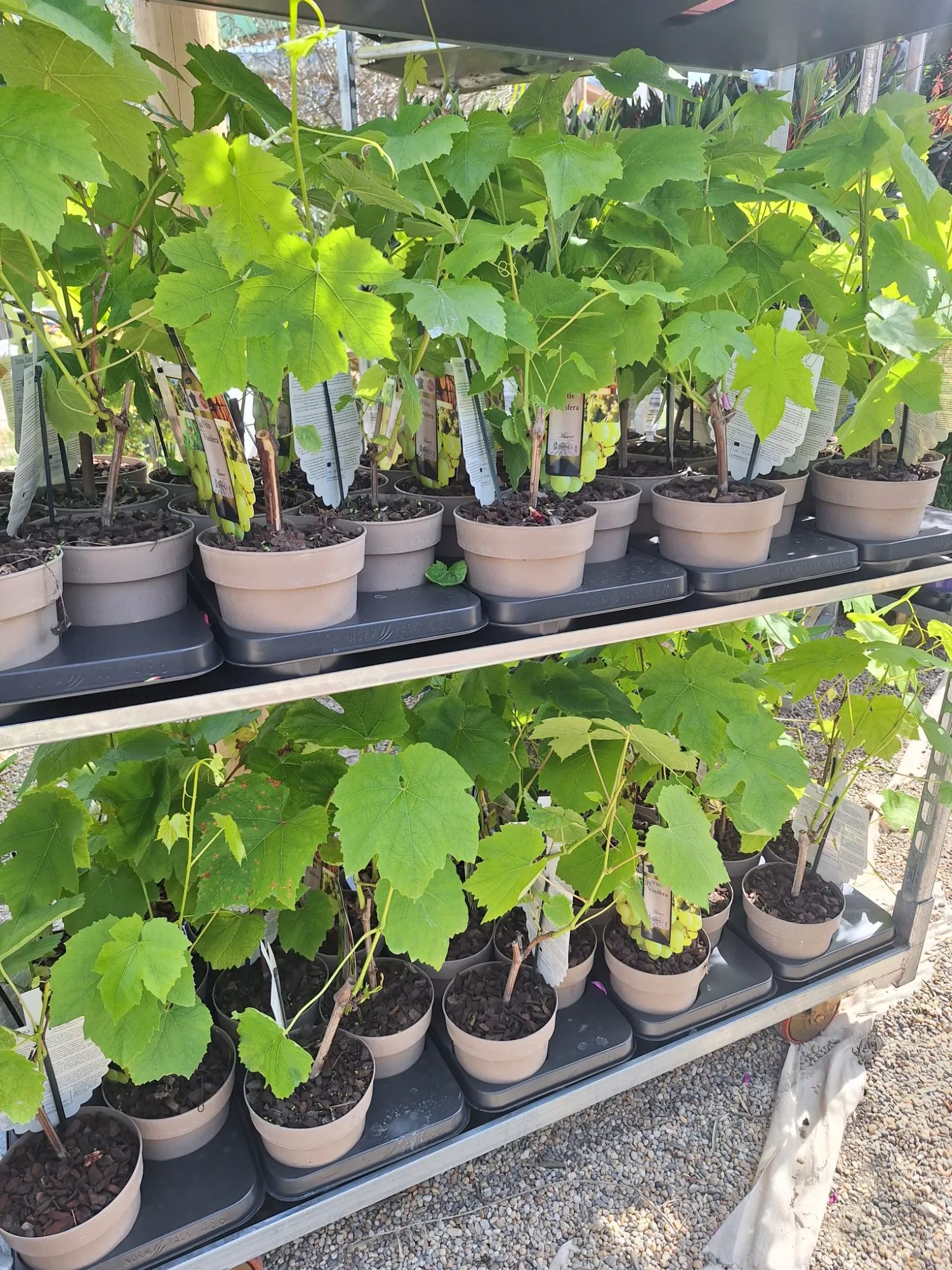 Szőlő Vitis vinifera (muscal)