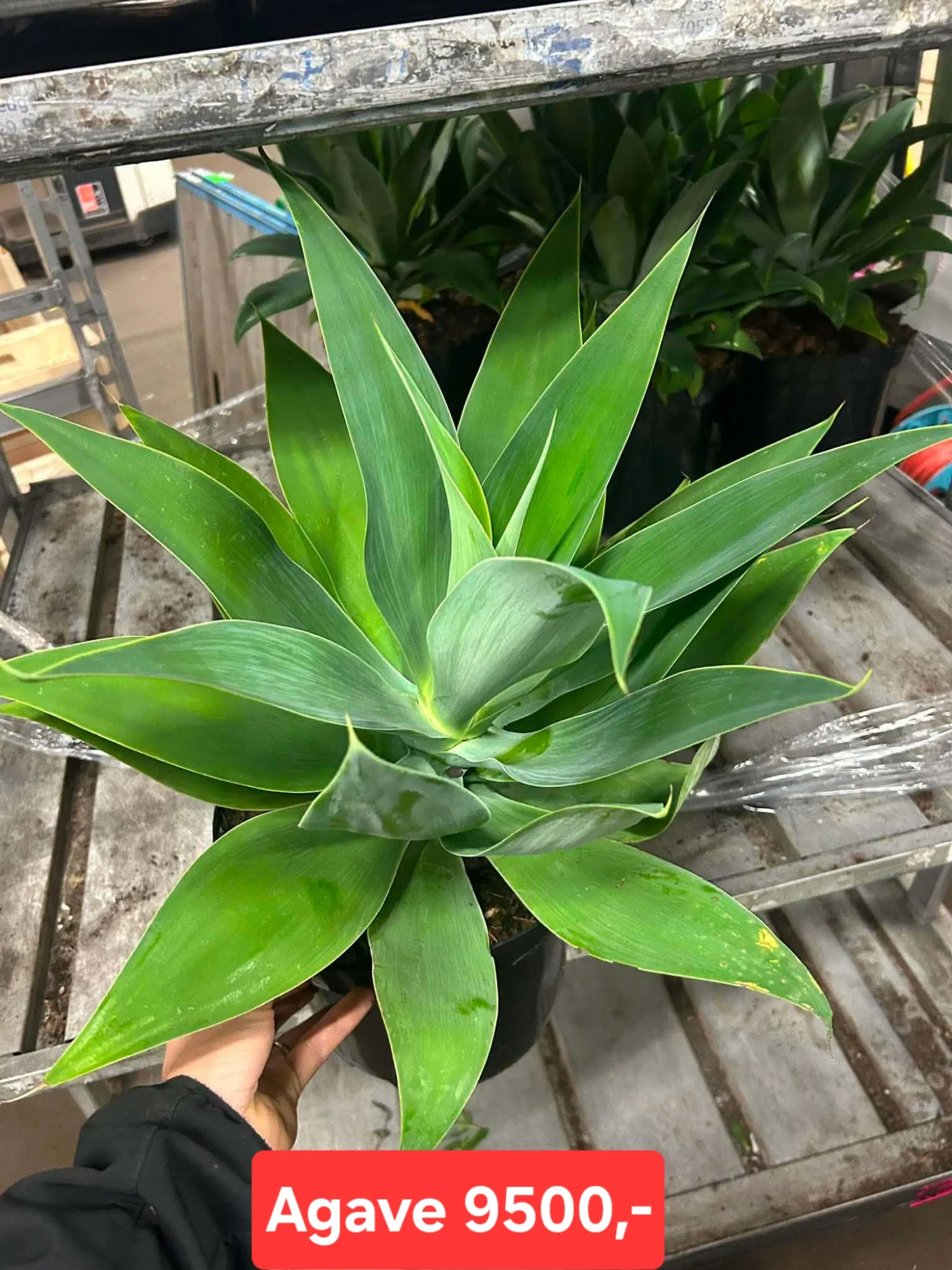 Agave
