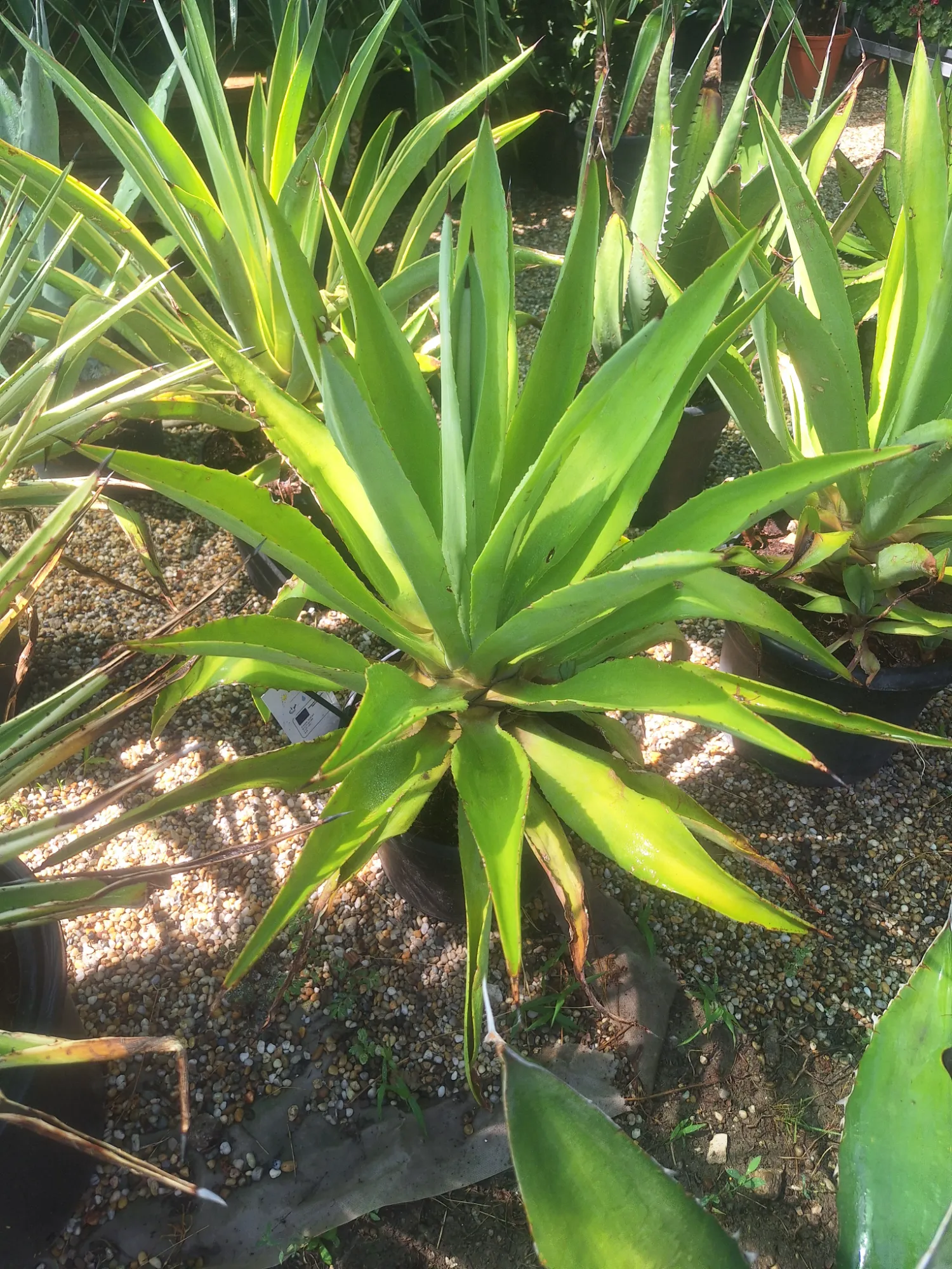 Agávé (Agave)