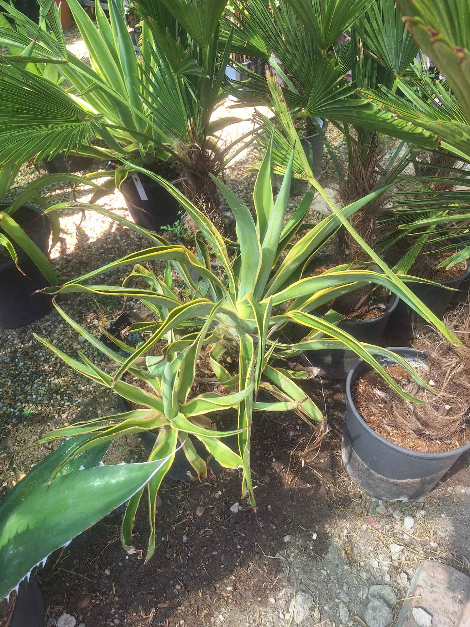 Agávé (Agave)