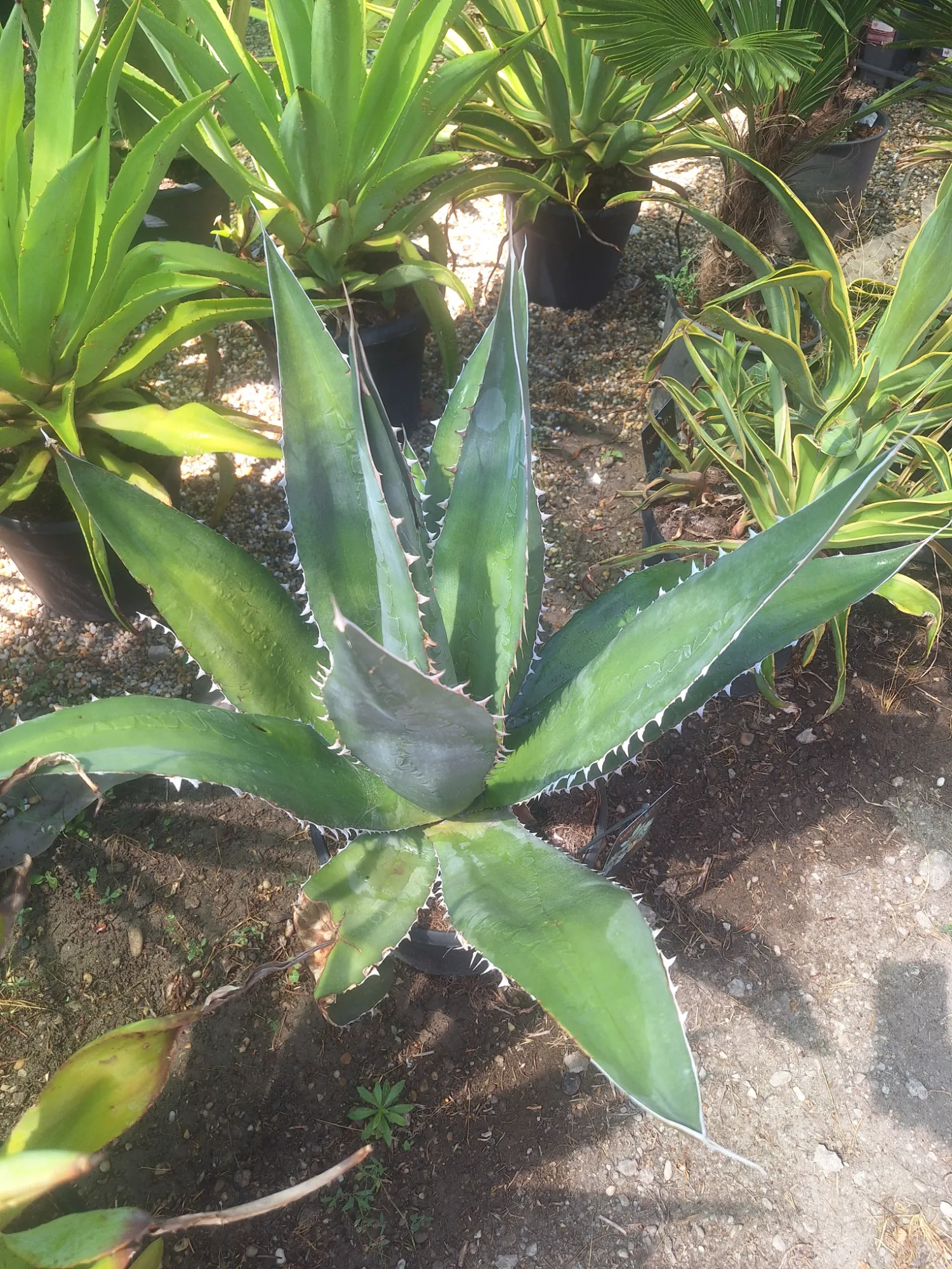 Agávé (Agave)