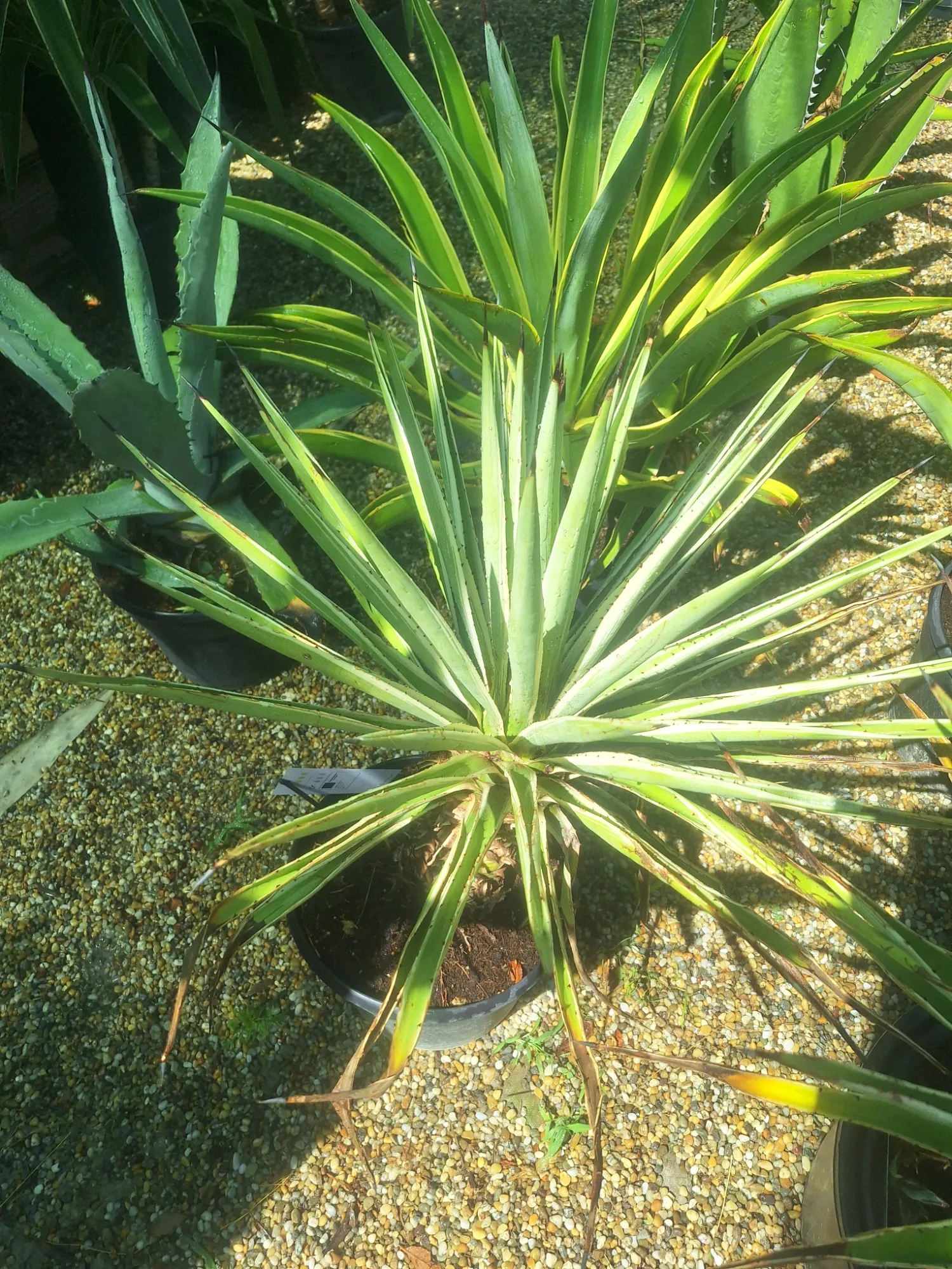 Agávé (Agave)