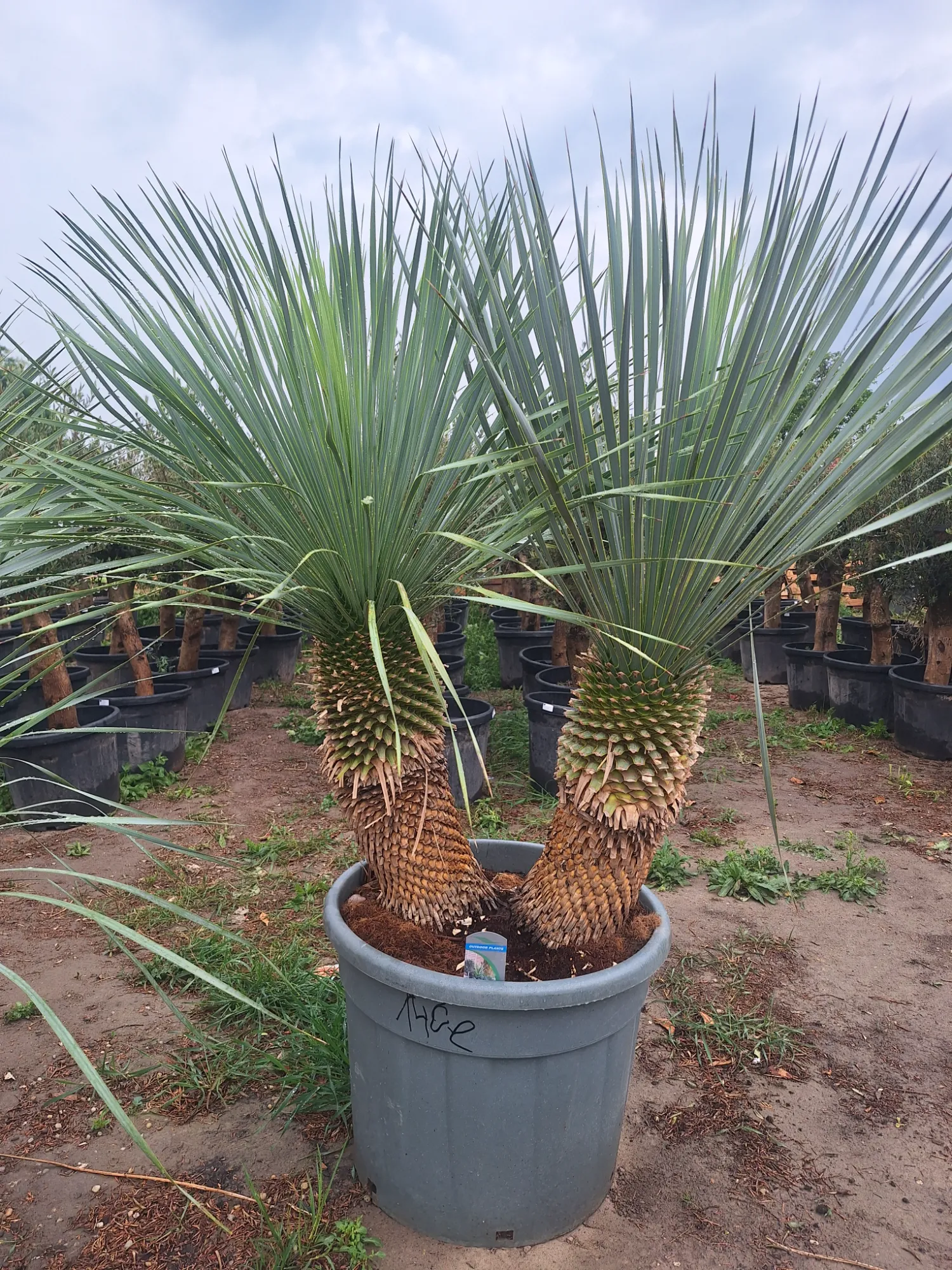 Yukka rostrata