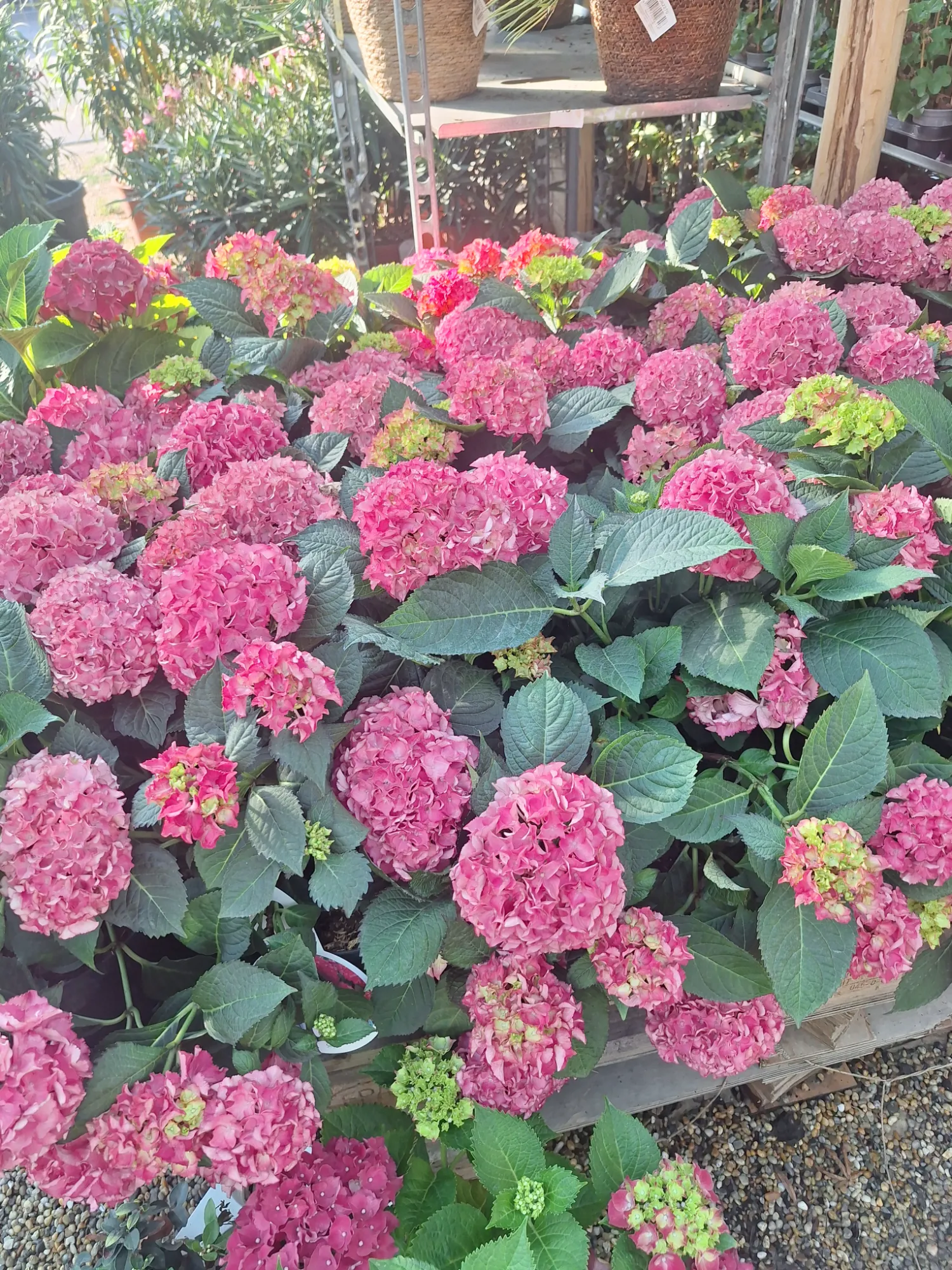 Bauernhortensie (Hydrangea macrophylla)