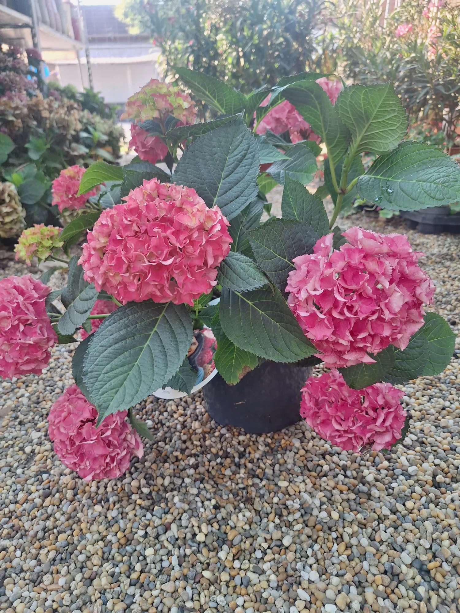 Mophead Hydrangea (Hydrangea macrophylla)